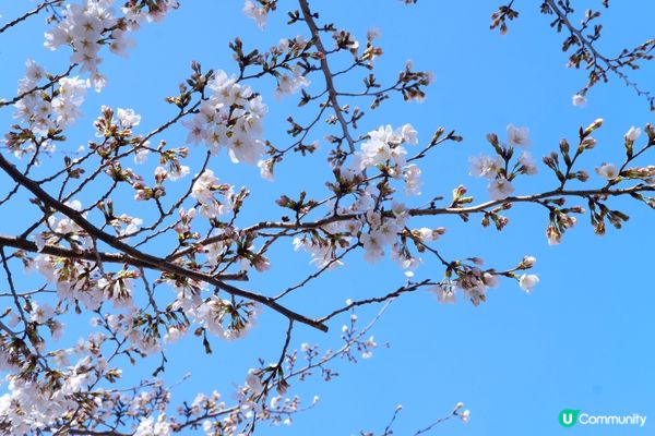 東京賞櫻推介🌸