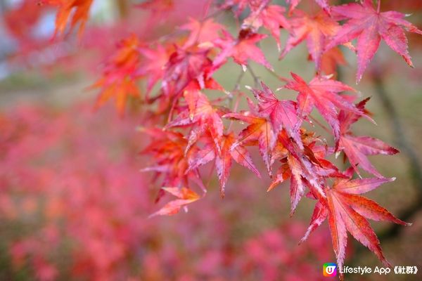 箱根唯美美術館🍁