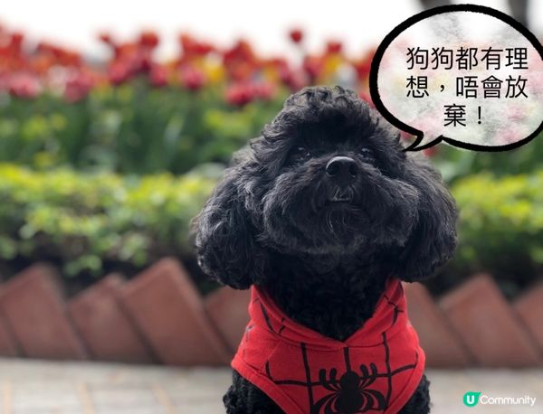 我哋都有理想！唔好當我揸流攤，呢幅相已經可以話俾你聽一齊！