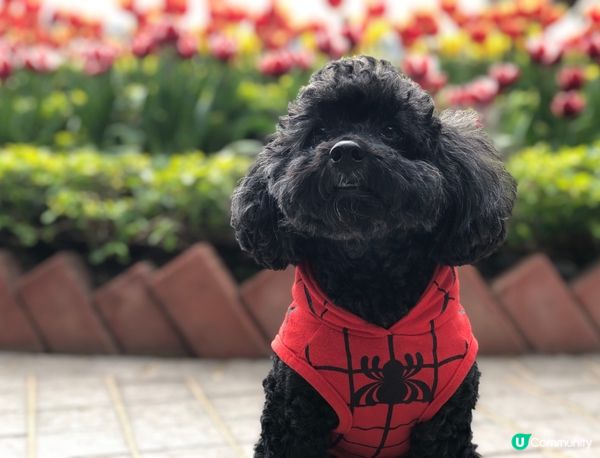 我哋都有理想！唔好當我揸流攤，呢幅相已經可以話俾你聽一齊！