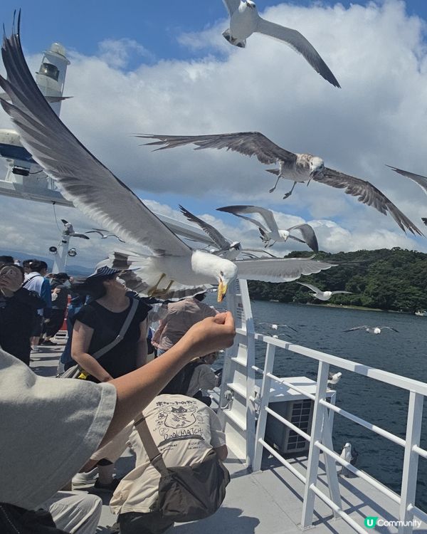 day tour 餵海鷗