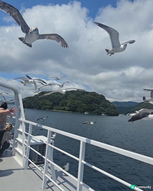 day tour 餵海鷗