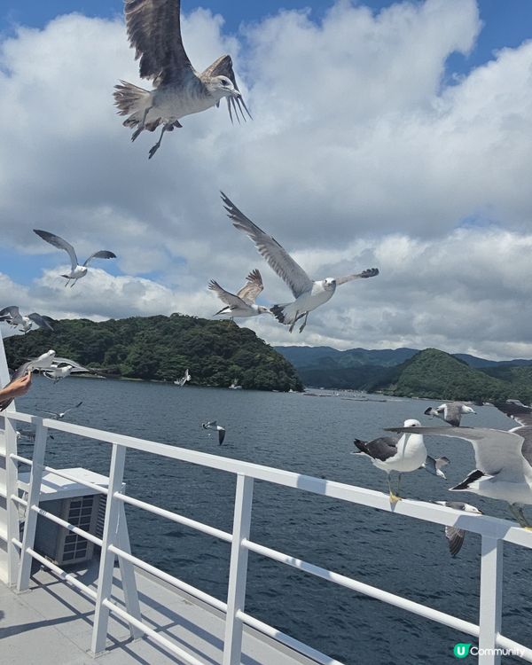 day tour 餵海鷗