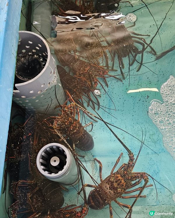 天草海鮮！一定唔可以放過