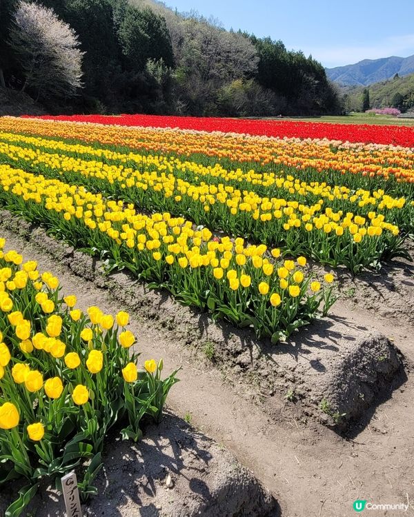 ## 日本賞花之旅🌸兵庫縣但東花公園鬱金香節2025！