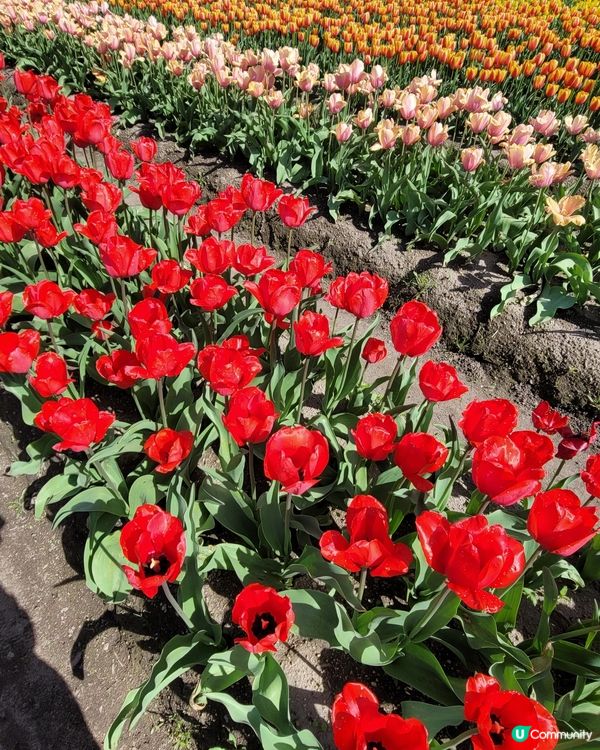 ## 日本賞花之旅🌸兵庫縣但東花公園鬱金香節2025！