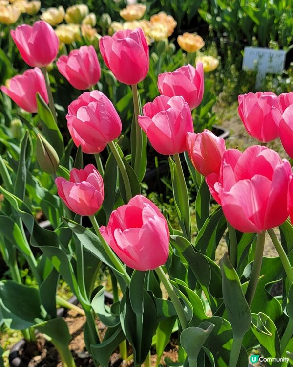 ## 日本賞花之旅🌸兵庫縣但東花公園鬱金香節2025！