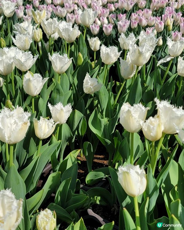 ## 日本賞花之旅🌸兵庫縣但東花公園鬱金香節2025！