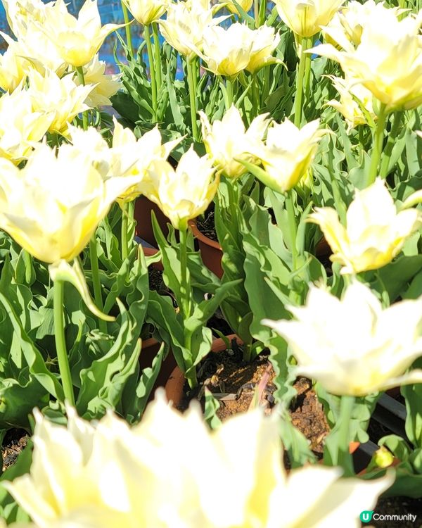 ## 日本賞花之旅🌸兵庫縣但東花公園鬱金香節2025！