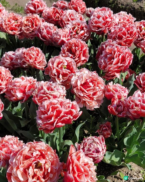 ## 日本賞花之旅🌸兵庫縣但東花公園鬱金香節2025！