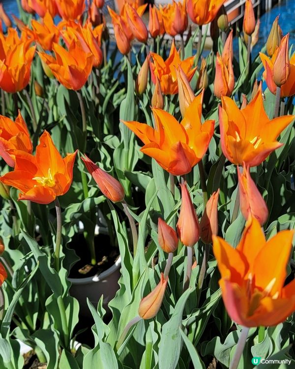 ## 日本賞花之旅🌸兵庫縣但東花公園鬱金香節2025！