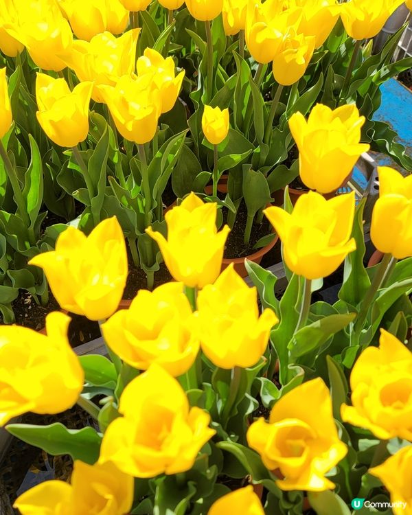 ## 日本賞花之旅🌸兵庫縣但東花公園鬱金香節2025！