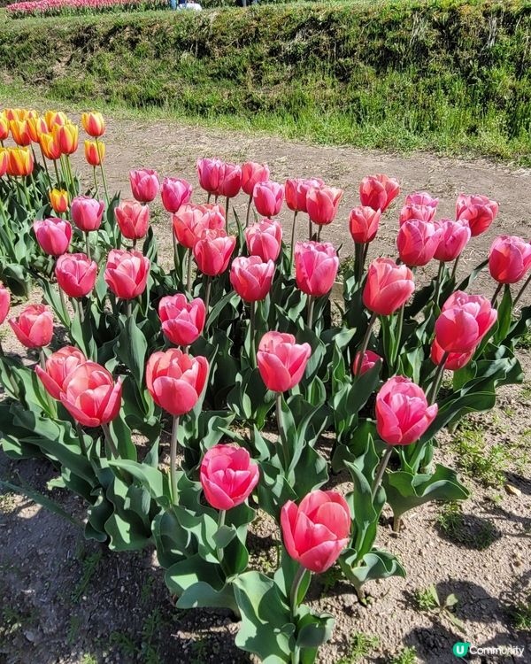 ## 日本賞花之旅🌸兵庫縣但東花公園鬱金香節2025！