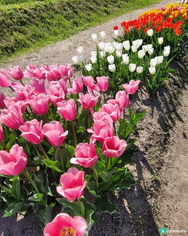 ## 日本賞花之旅🌸兵庫縣但東花公園鬱金香節2025！