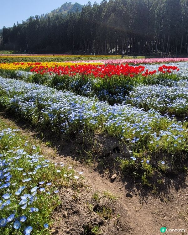 ## 日本賞花之旅🌸兵庫縣但東花公園鬱金香節2025！
