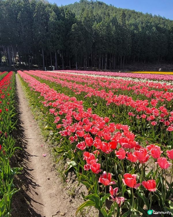 ## 日本賞花之旅🌸兵庫縣但東花公園鬱金香節2025！