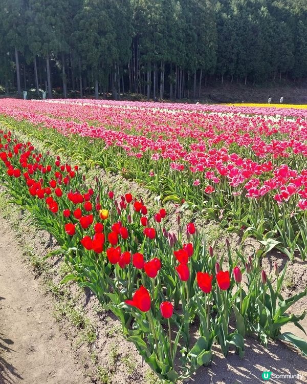 ## 日本賞花之旅🌸兵庫縣但東花公園鬱金香節2025！