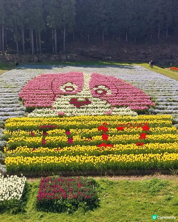 ## 日本賞花之旅🌸兵庫縣但東花公園鬱金香節2025！