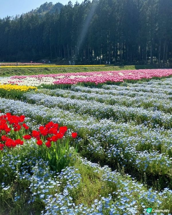 ## 日本賞花之旅🌸兵庫縣但東花公園鬱金香節2025！