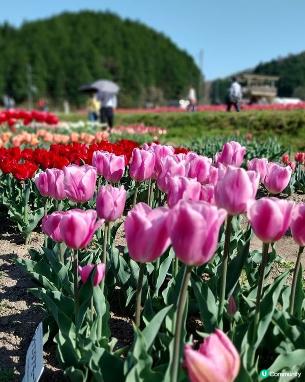 ## 日本賞花之旅🌸兵庫縣但東花公園鬱金香節2025！