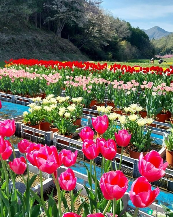 ## 日本賞花之旅🌸兵庫縣但東花公園鬱金香節2025！