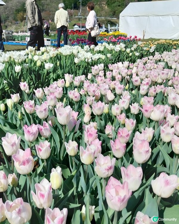 ## 日本賞花之旅🌸兵庫縣但東花公園鬱金香節2025！