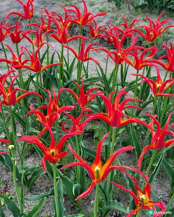 ## 日本賞花之旅🌸兵庫縣但東花公園鬱金香節2025！