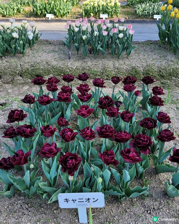 ## 日本賞花之旅🌸兵庫縣但東花公園鬱金香節2025！