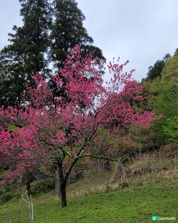 日本美山🌸寧靜之旅，忘卻煩囂😌
