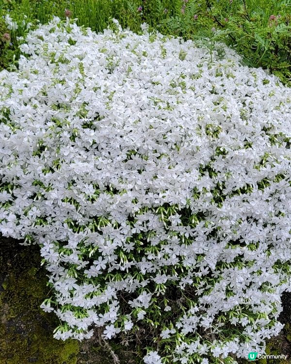 日本美山🌸寧靜之旅，忘卻煩囂😌