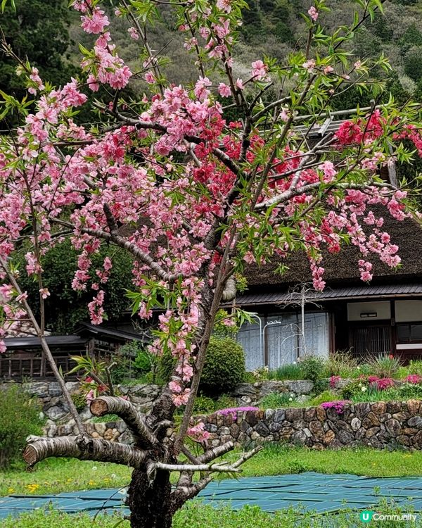 日本美山🌸寧靜之旅，忘卻煩囂😌