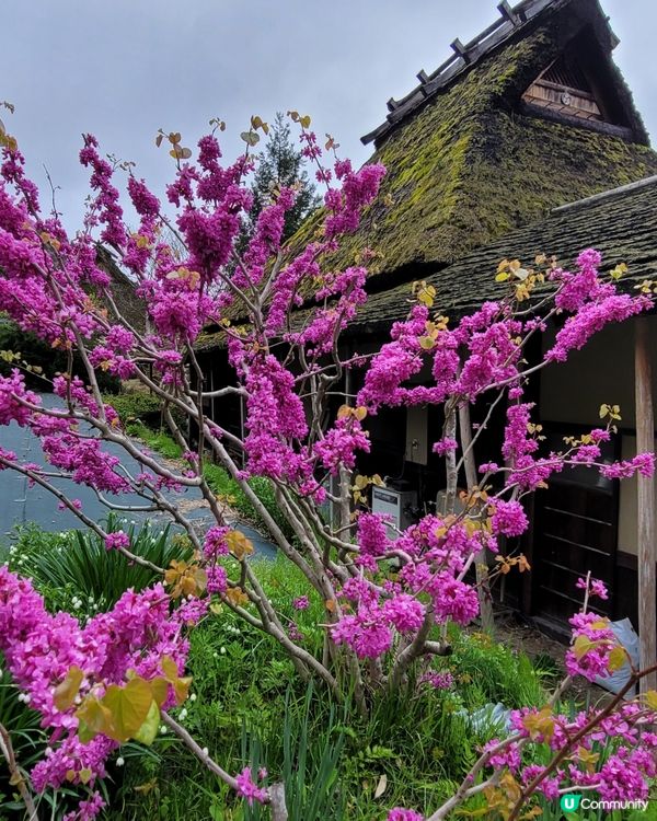 日本美山🌸寧靜之旅，忘卻煩囂😌