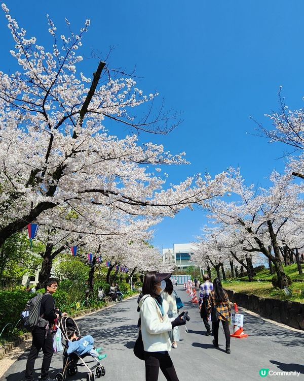 東京賞櫻 • 浪漫又溫馨！🌸👨‍👩‍👧‍👦