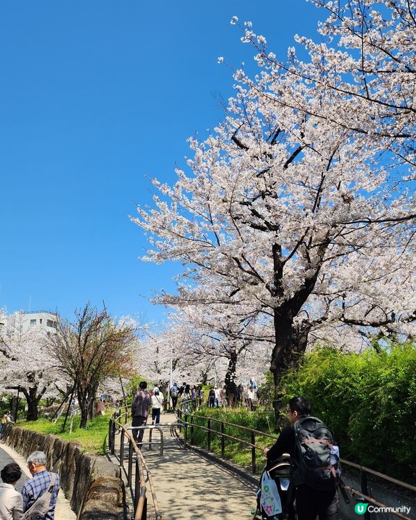 東京賞櫻 • 浪漫又溫馨！🌸👨‍👩‍👧‍👦
