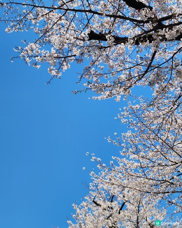 東京賞櫻 • 浪漫又溫馨！🌸👨‍👩‍👧‍👦
