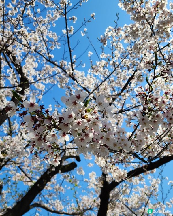 東京賞櫻 • 浪漫又溫馨！🌸👨‍👩‍👧‍👦