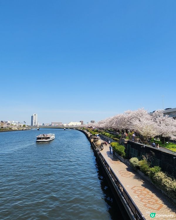 東京賞櫻 • 浪漫又溫馨！🌸👨‍👩‍👧‍👦