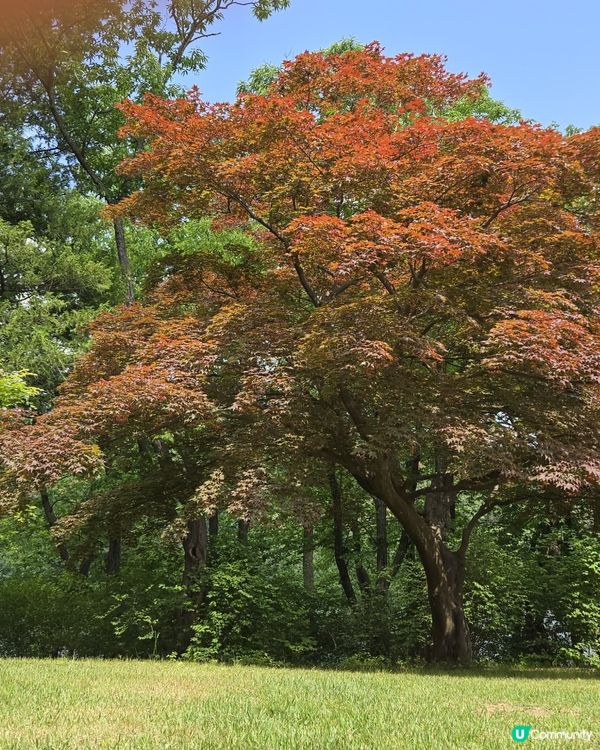 💕🏜️景色怡人南怡島🏜️💕