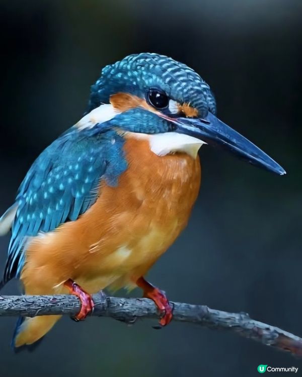 翠鳥