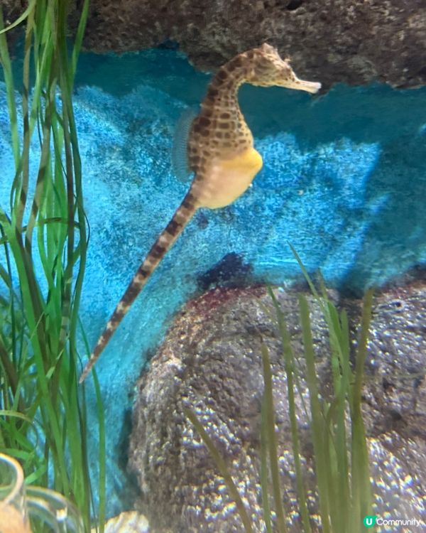 澳洲墨爾本 SeaLife Aquarium 