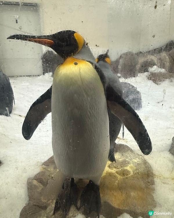 澳洲墨爾本 SeaLife Aquarium 