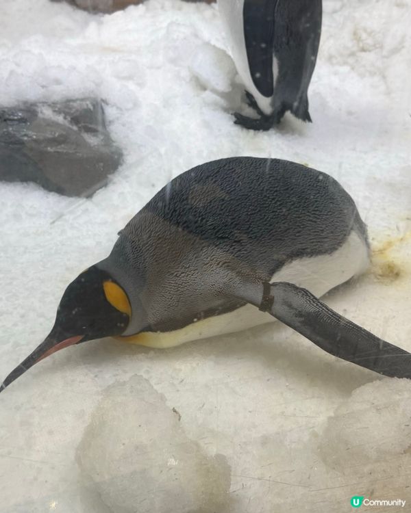 澳洲墨爾本 SeaLife Aquarium 