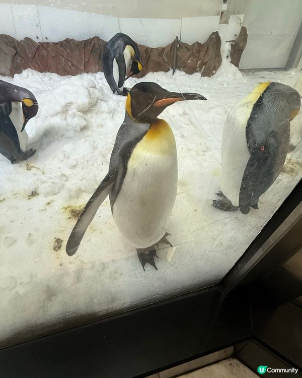 澳洲墨爾本 SeaLife Aquarium 