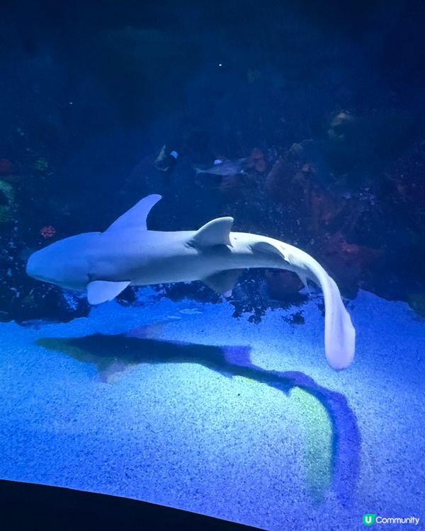 澳洲墨爾本 SeaLife Aquarium 