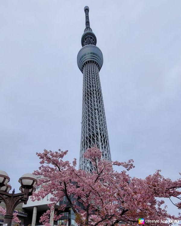 晴空塔與櫻花