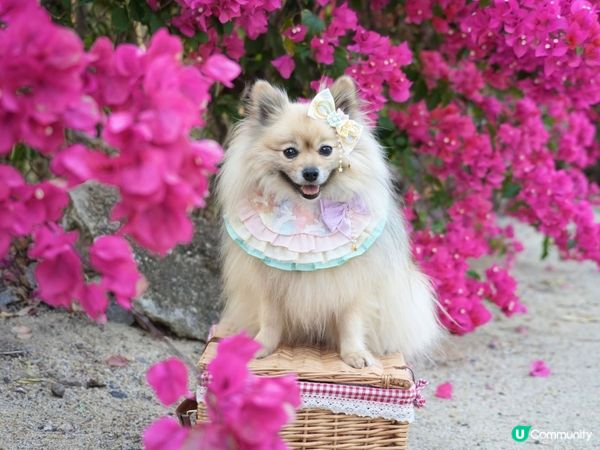 下白泥看日落🌄