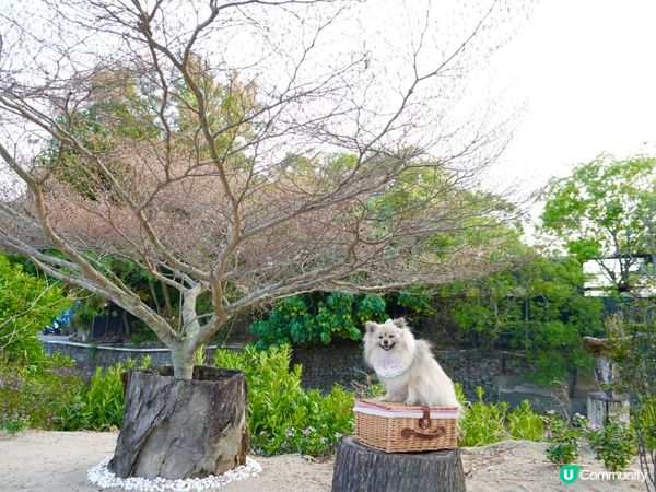 下白泥看日落🌄