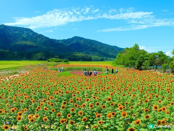 新潟向日葵金黃海 🌻角田山下浪漫遊