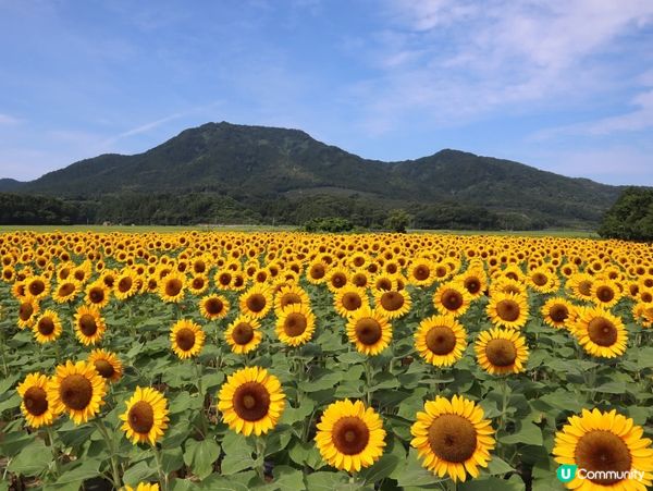 新潟向日葵金黃海 🌻角田山下浪漫遊