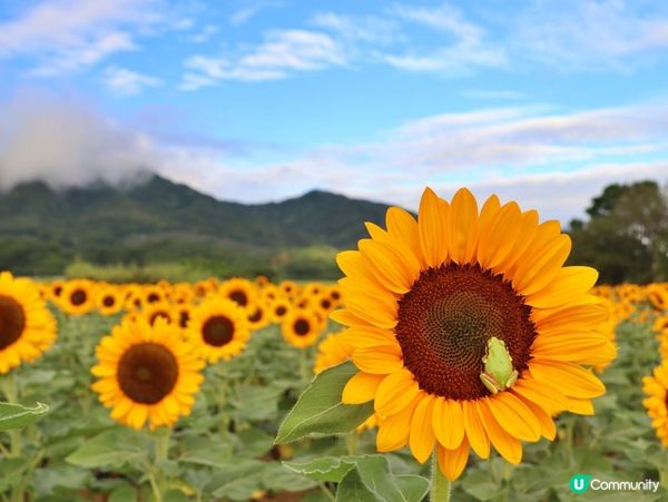 新潟向日葵金黃海 🌻角田山下浪漫遊